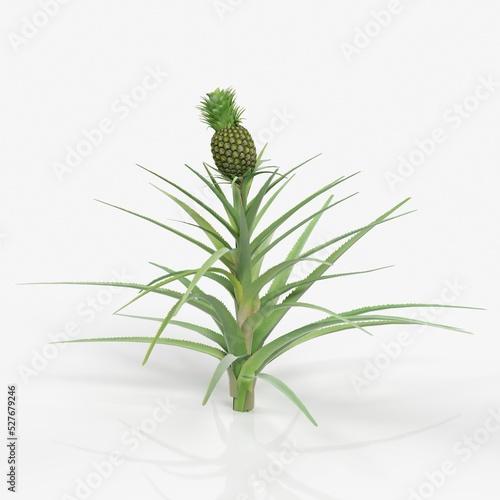 3d rendering of ananas comosus plant photo