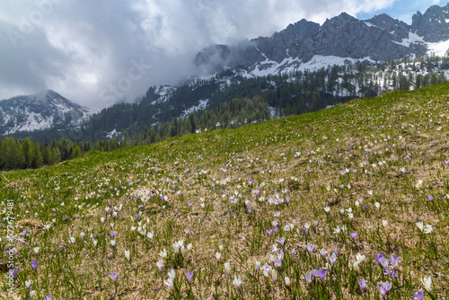 early spring blooming meadow with crocus in Alps, Italy