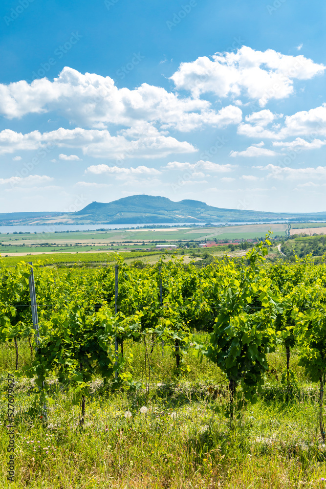 Palava with vineyards near Popice,South Moravia, Czech Republic