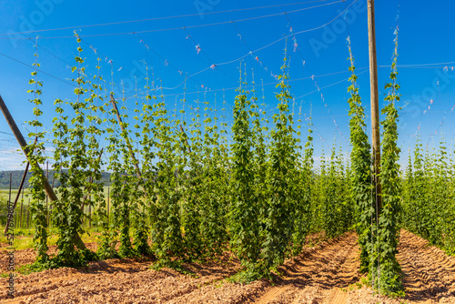 Hop field in Zatec region, Czech Republic photo