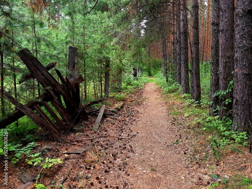 Country road in the dark forest