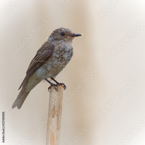 Flycatcher
