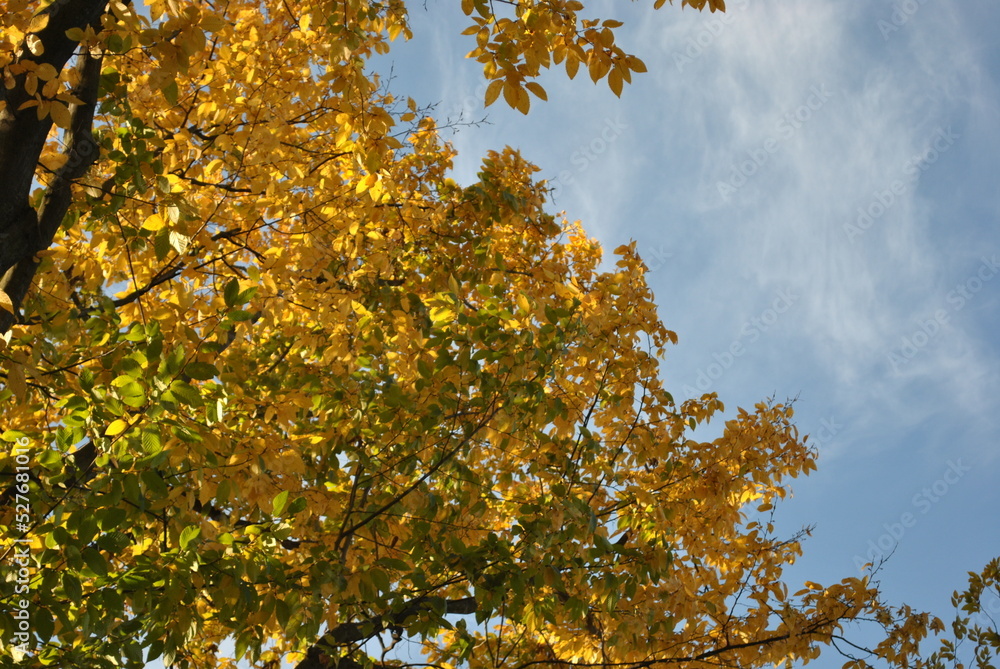 autumn leaves in the sky autumn leaves in the sky