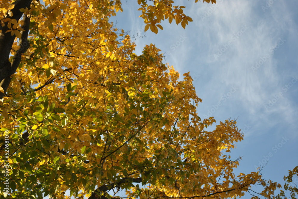 autumn leaves in the sky