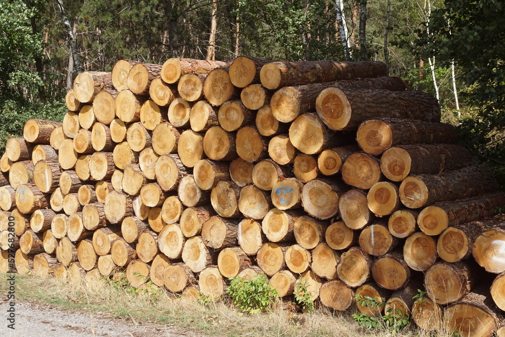 Holzstämme