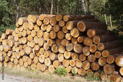 Holzstämme