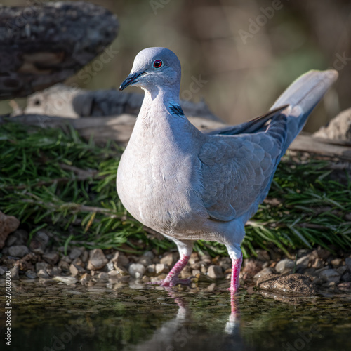 Pigeon
