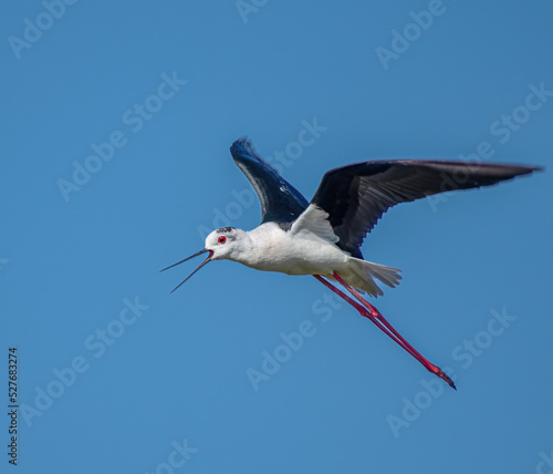 Black winged stilt in flight