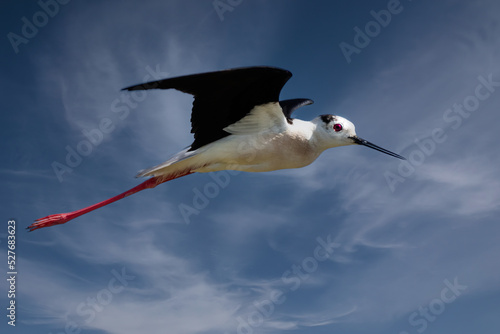 Black winged stilt in flight