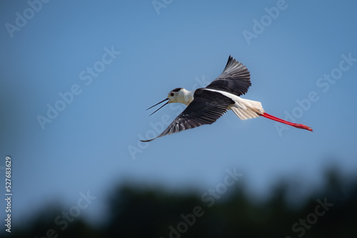 Black winged stilt in flight