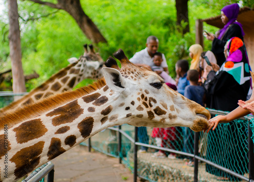 giraffe, due to poaching and death of mothers of giraffe leaving some calf behind , wildlife conservancy came up with place to raise these young ones and also give members of public to interact. 
