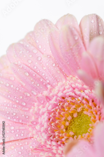 Still life of flowers on white background