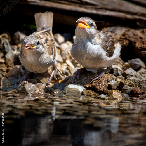 Pair of sparrows drinking