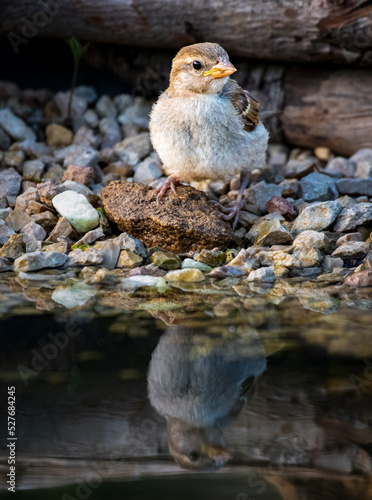 sparrow  at lake