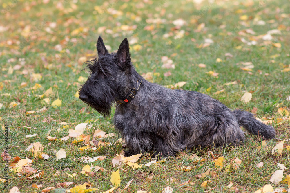 Cute scottish terrier puppy is sitting on a green grass in the autumn park. Pet animals. Purebred dog. Cute scottish terrier puppy is sitting on a green grass in the autumn park. Pet animals. Purebred dog.