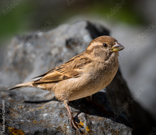 Sparrow