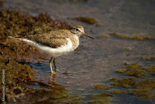 small water bird