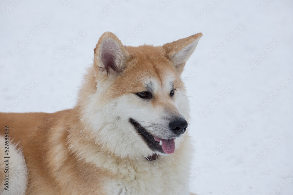 Portrait of akita inu puppy is lying on a white snow in the winter park. Japanese akita or great japanese dog. Pet animals. Purebred dog.