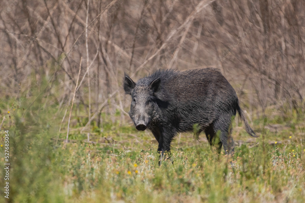 Wild boar foraging for food in a clearing