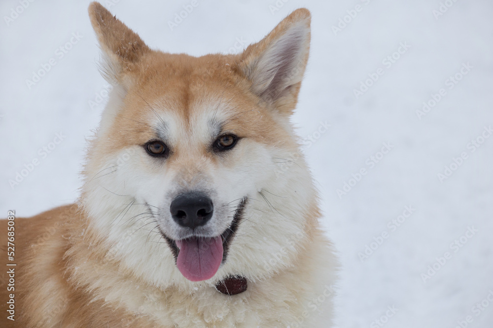 Akita inu puppy is looking at the camera in the winter park. Japanese akita or great japanese dog. Pet animals. Purebred dog.