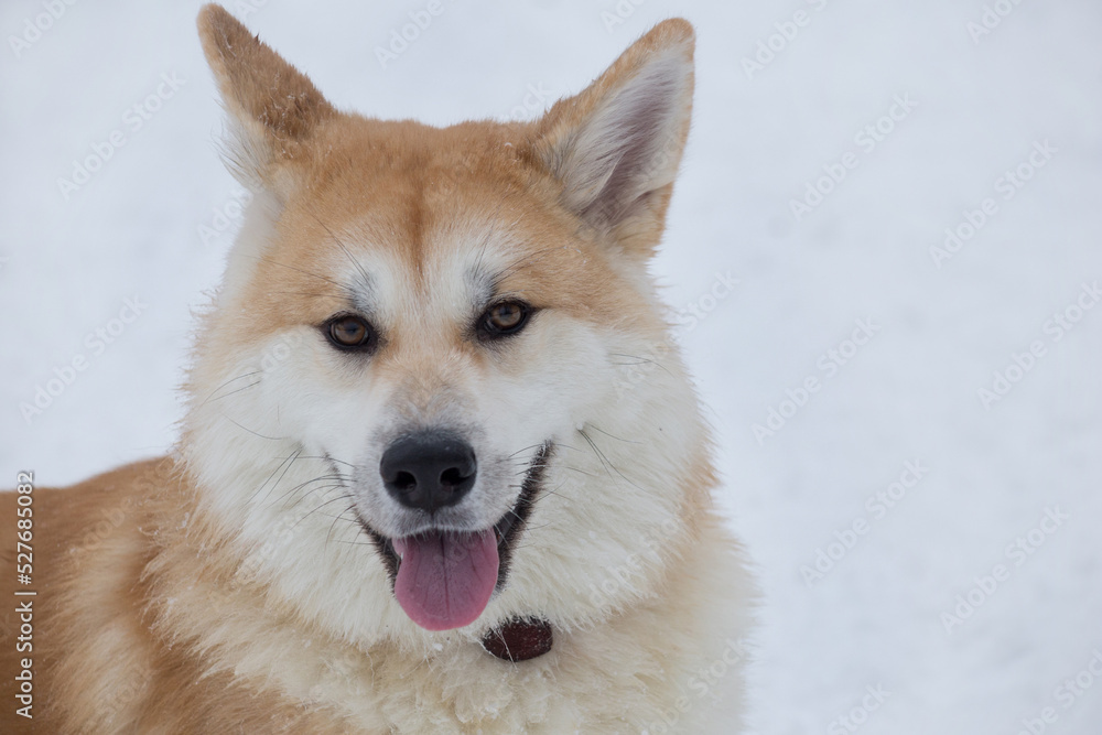 Akita inu puppy is looking at the camera in the winter park. Japanese akita or great japanese dog. Pet animals. Purebred dog. Akita inu puppy is looking at the camera in the winter park. Japanese akita or great japanese dog. Pet animals. Purebred dog.