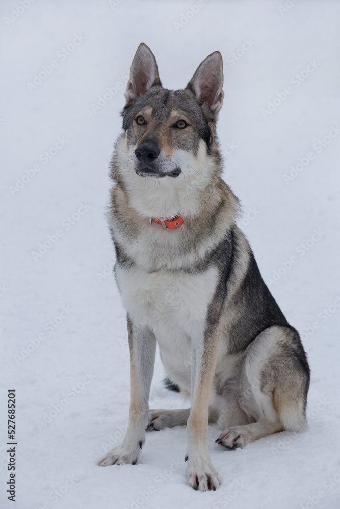 is the czechoslovakian wolfdog legal in australia