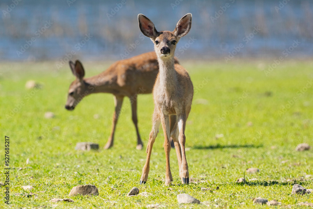 Fototapeta premium A curious baby deer in an open clearing