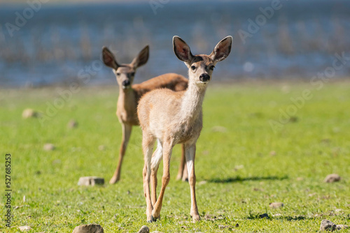 A curious baby deer in an open clearing