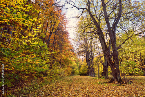 Golden Autumn forest landscape with big vibrant trees