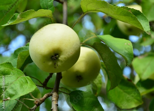 apples on tree