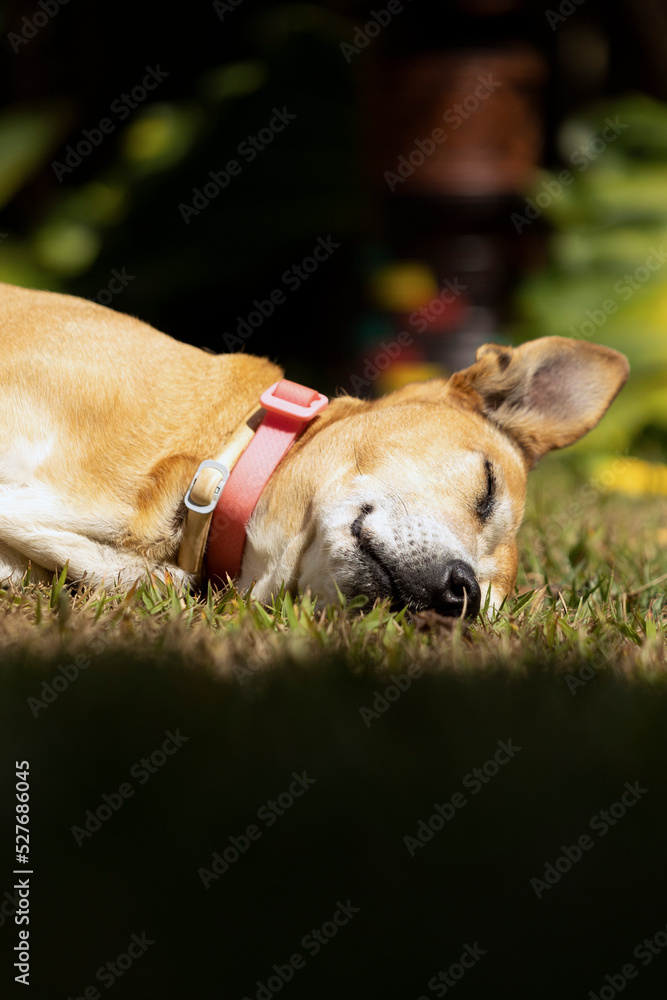 The senior female dog sleeping while sunbathing on the grass. Animal world. pet lover. Animals defend. dog lover. Senior pet.