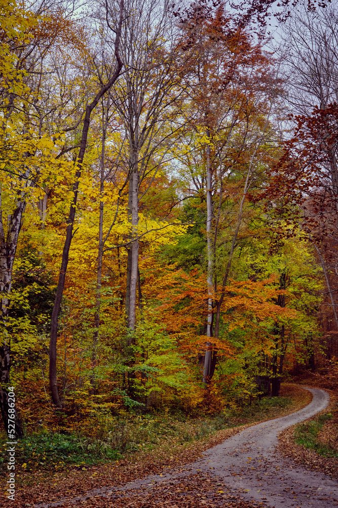 Autumn forest scenery with road of fall leaves & warm light illumining the gold foliage. Footpath in scene autumn forest nature. Germany.