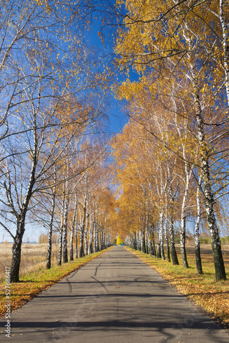 Scenic road with two lines of yellowed birch trees