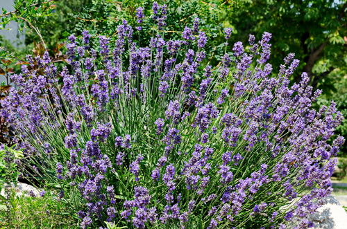 Fresh flowering lavender in the rockery garden with perennial plants  Sofia  Bulgaria  