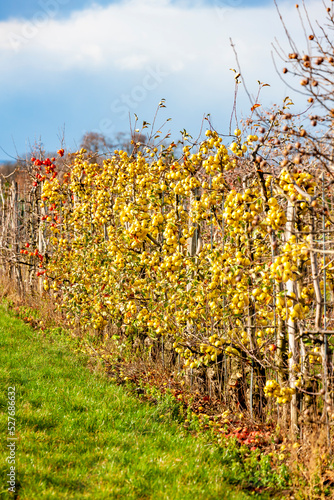 orchard with apples, Southern Moravie, Czech Republic photo