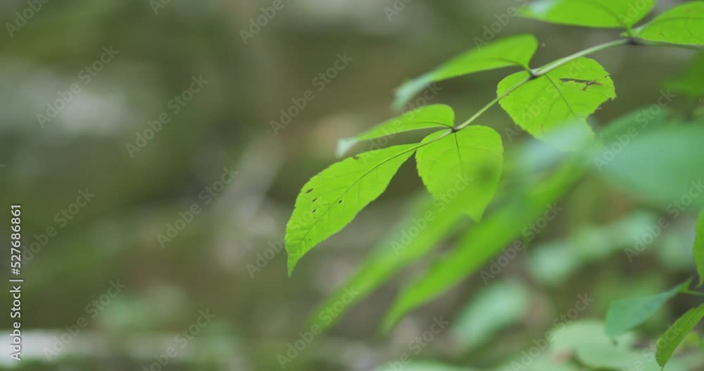 Green leaves of a plant in the woods Green leaves of a plant in the woods