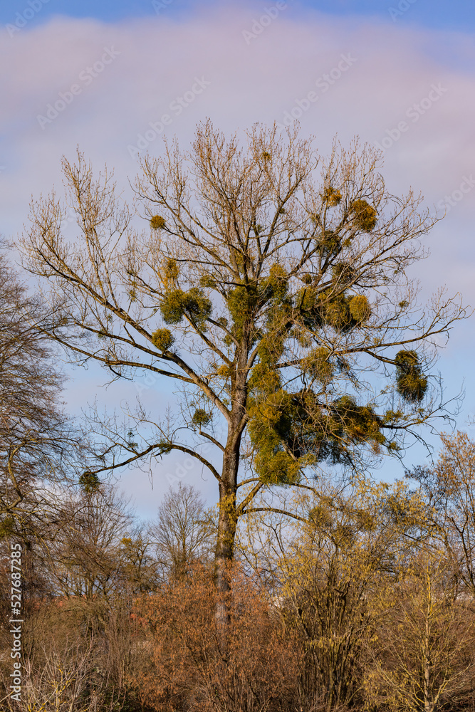 Fototapeta premium Many mistletoe are parasites on a tree in winter