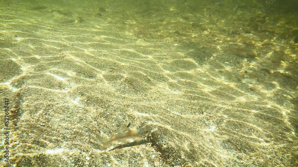 a small fish swimming in its natural habitat in the river a small fish swimming in its natural habitat in the river
