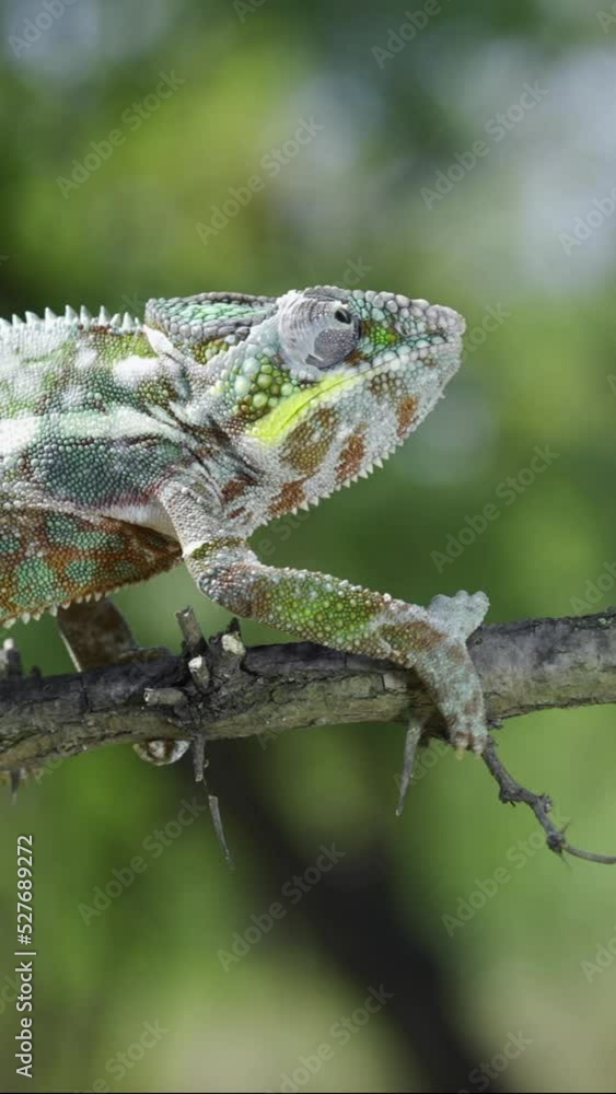 Chameleon walking on a tree branch and looks around during molting. Panther chameleon (Furcifer pardalis), Vertical video Chameleon walking on a tree branch and looks around during molting. Panther chameleon (Furcifer pardalis), Vertical video