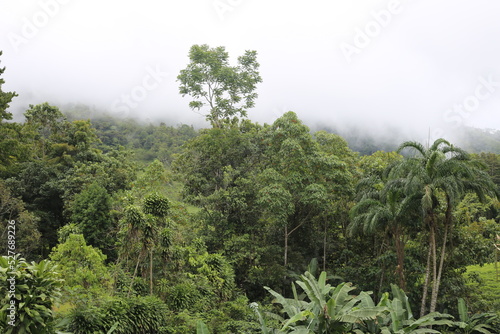 Coffee farm in Costa Rica in Costa Rican jungle. 