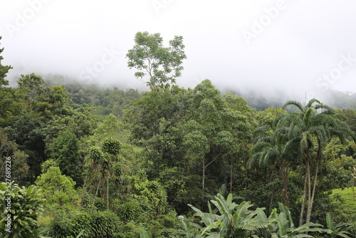Tableau sur toile Coffee farm in Costa Rica in Costa Rican jungle.