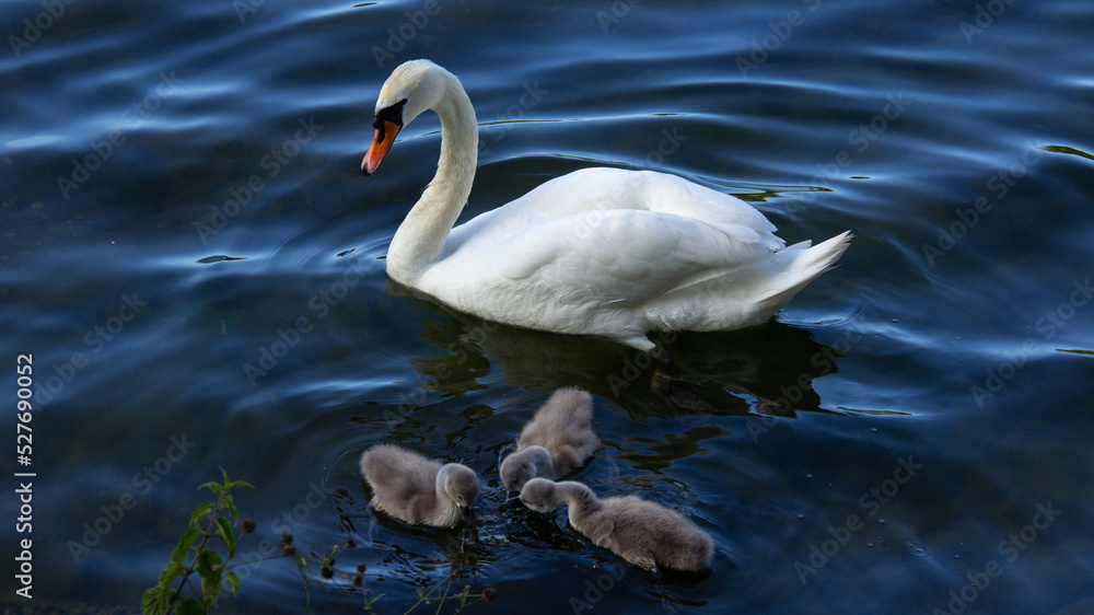 Mute swan parent with young baby swans swimming in dark blue water Mute swan parent with young baby swans swimming in dark blue water