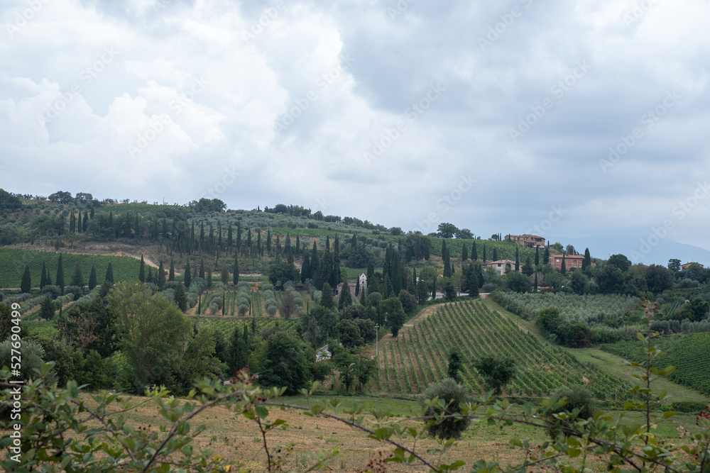 Beautiful landscape of vineyards on hill in Tuscany with cloudy sky in background and evergreen trees (thuja), scenic typical Tuscan landscape with green cypress trees, cypress alleys