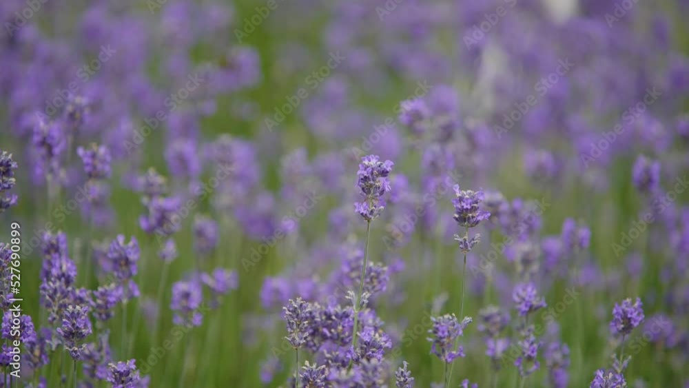 Bumble Bee in Lavendar Garden Bumble Bee in Lavendar Garden