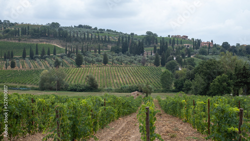 Beautiful landscape of vineyards on hill in Tuscany with cloudy sky in background and evergreen trees (thuja), scenic typical Tuscan landscape with green cypress trees, cypress alleys