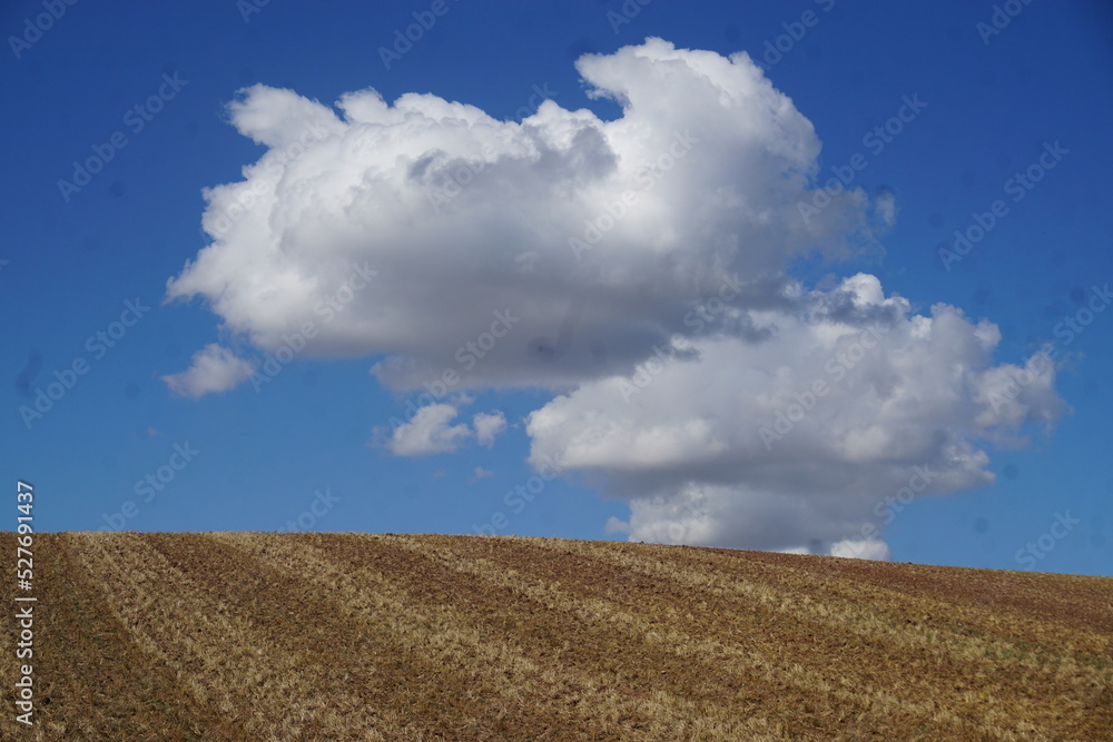 Gelb-braunes Weizenfeld vor blauem Himmel mit weißem Wolkengebilde bei Sonne am Mittag im September