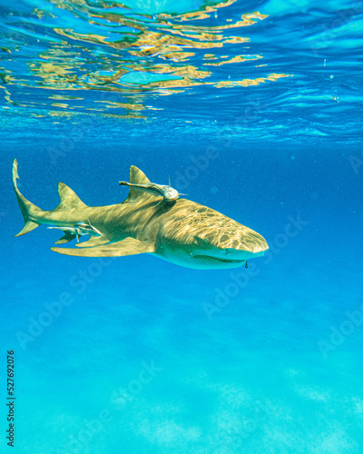 Lemon shark swimming in the Bahams photo