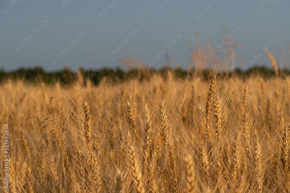 Obraz premium Close-up side view of orange colored agricultural rye field with ripe crop and ears of rye at sunset. Soft selective focus. Copy space for your text. Agribusiness theme.
