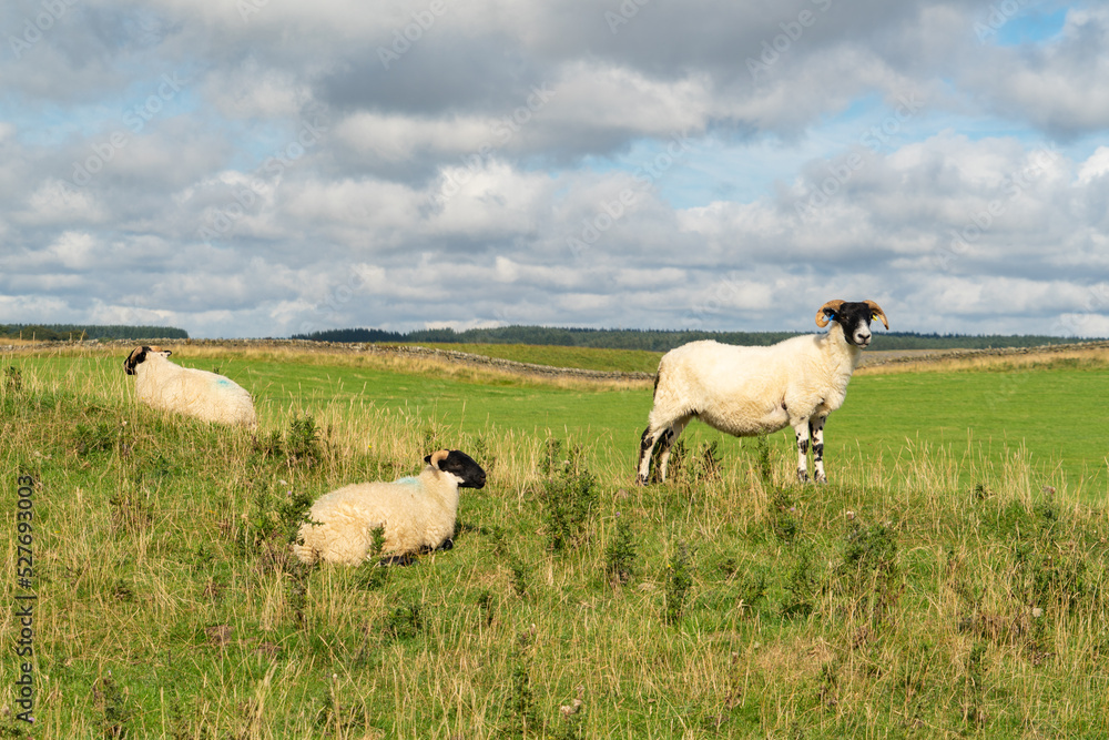 Obraz premium Blackfaced ewe and lambs in the Northumberland Countryside