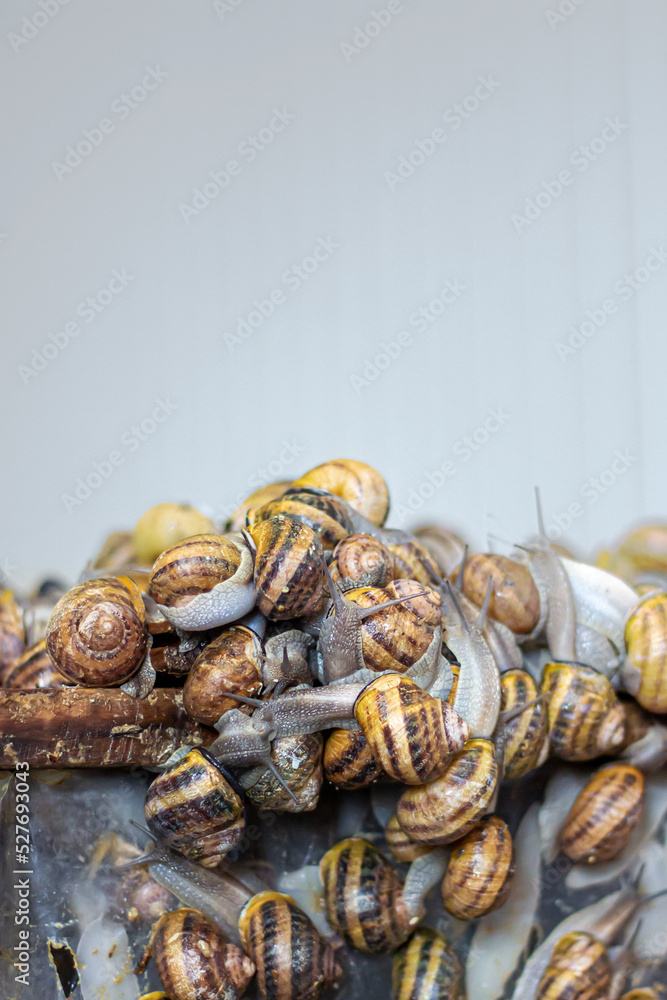 Snail farm. Pomatia snails, Aspersa Maxima, Aspersa Muller, organic